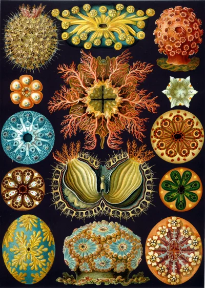 myrmekochoria - Ernst Haeckel (słynny niemiecki biolog), Ilustracje organizmów z "Kun...