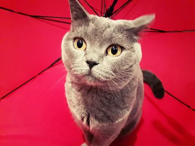 white_widow - #tolislawa #koty #kotnadzis #zwierzaczki w czasie deszczu kotki się nud...