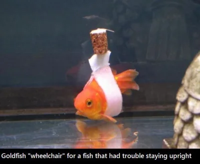 wuju84 - Wózek inwalidzki dla złotej rybki

#ciekawostki