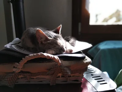 srogie_ciasteczko - Piękny włoski kotek z polskim imieniem "kicia".

Więcej w komenta...