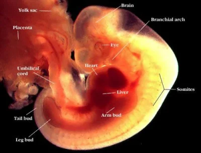 Smauga - @oremi: Jak się zje tabletkę aborcyjną to embrion jest wydalany w całości. R...