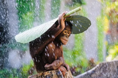 dr_gorasul - #fotografia #nationalgeographic #zwierzaczki
Młody orangutan z Bali nak...