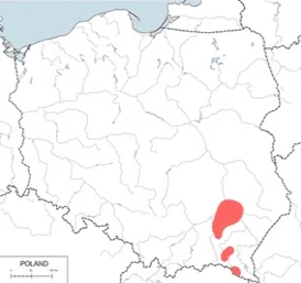 michumk - @arais_siara: Widziałeś ją w tym regionie?