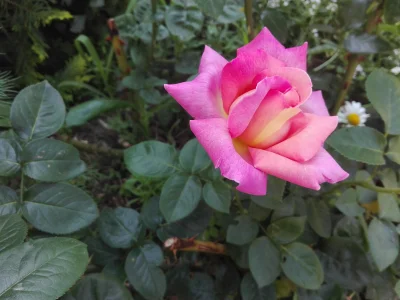 laaalaaa - Róża 11/100 ( ͡° ͜ʖ ͡°)
#mojeroze #ogrodnictwo #mojezdjecie #chwalesie