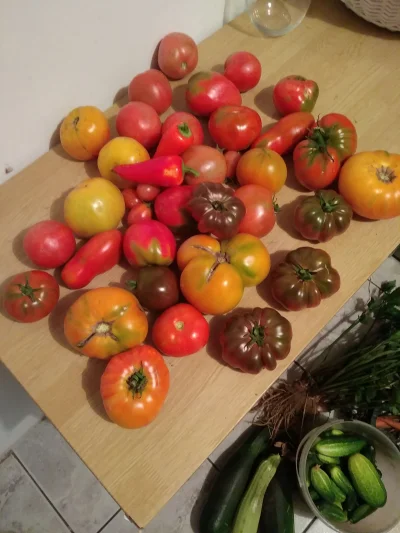 Greg90 - Dzisiejsze zbiory ;)


#ogrodnictwo #pomidory