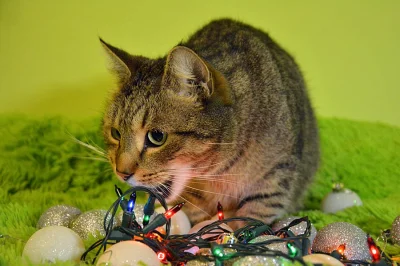 biuna - #kota

#kotybiuny

#pokazkota


Świąteczny Fred.