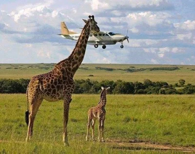 Danonki - #zyrafa #samolot #afryka #danonki
