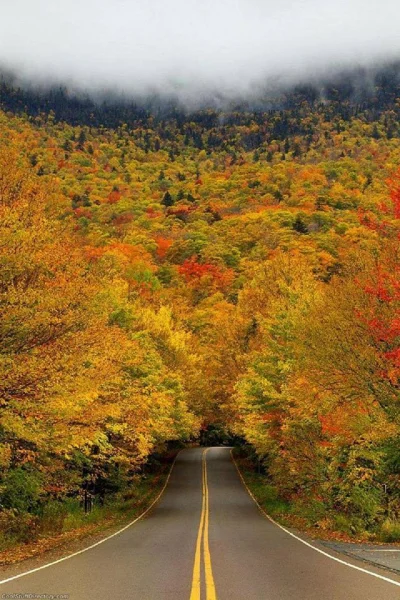 FERDOL - Tunel jesiennych drzew w #Vermont #USA.