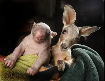 l-da - kumple ze szkolnej ławki
#kangury #wombaty #zwierzęta #natura #zdjęcia #fotog...