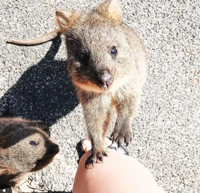 aloszkaniechbedzie - Każdy zaczyna dzień o innej porze xD a Ty?

#quokkanadzis #quokk...