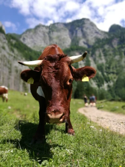 Caracal - Zdjecie z wczorajszego wypadu w Alpy. 
Przyjazna krowa :)

#januszefotog...