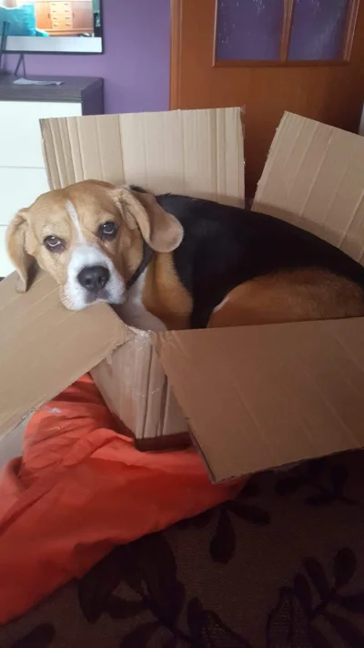 pekas - #beagle #smiesznypiesek #psy #pies #pokazpsa 


Tosia gotowa do wysyłki ( ...