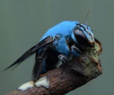 w.....z - Niebieska pszczoła, xylocopa caerulea, występująca w Azji Południowo-Wschod...