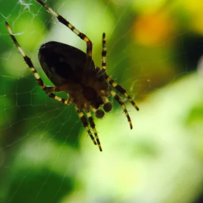 ropppson - #pajak #pajaki #arachnofobia #natura #przyroda