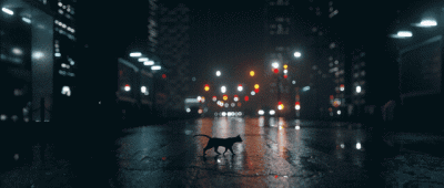 Mesk - #gif #koty #smiesznekotki #cinemagraphs