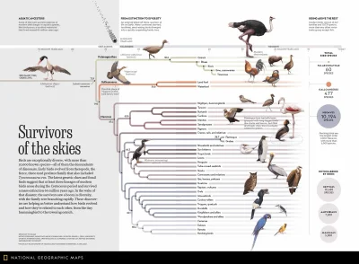 How to bird. Эволюция птиц. Birds Dinosaurs Evolution. All Birds species. Birds orders Evolution.