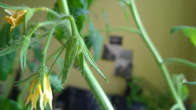 Slasiu - #chwalesie #nobodykiers #ogrodnictwoparapetowe #pomidory

Nie wiedziałem, że...