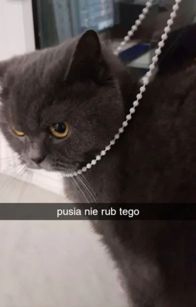 phaxi - jesli nie chcesz zeby umarla napisz 

"pusia nie rub tego"