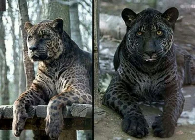 marta_1989 - Jaglion - krzyżówka samca jaguara i samicy lwa (｡◕‿‿◕｡)
#koty