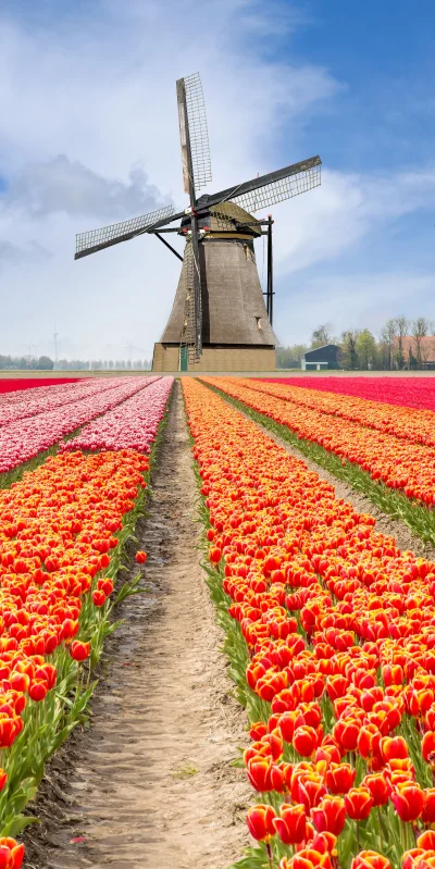 KiciurA - "Ofiaruje mojej dziewczynie
wszystkie kwiaty Holandii" 

#earthporn #kwi...