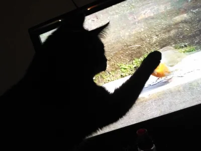 Misterius - Nie ma to jak kocia telewizja ( ͡º ͜ʖ͡º) próbuje łapać ptaki.

#kot #koty...