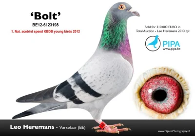 Ghuthek - @saymonek: Bolt, najdroższy gołąb świata sprzedany w zeszłym roku za 310 ty...