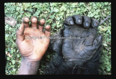 MalyBiolog - @XsomX: @GraveDigger: 
 Adult female mountain gorilla hand compared to a...