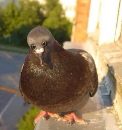 iwarsawgirl - Gdyby gołębie miały oczy z przodu, a nie po bokach (ʘ‿ʘ) 

#golomp #heh...
