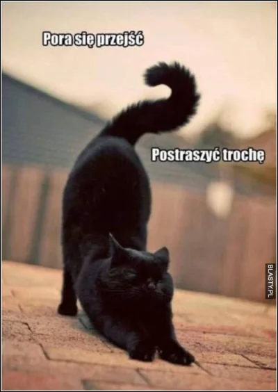 t.....m - #heheszki #koty #piatektrzynastego
