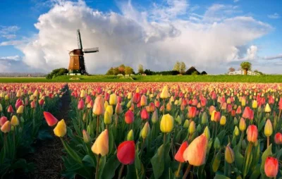 Misiuuszatek - @petex: flora of Holland