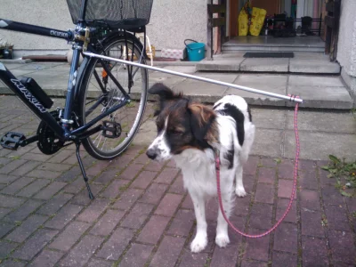 LukaszW - Sam sobie zrobilem #springer do jezdzenia z #pies na #rower ;) Zaoszczedzil...