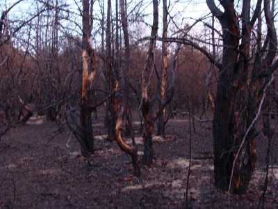 ogladacz - W okolicy Bydgoszczy również jest taki las. Był tam kiedyś pożar i drzewa ...