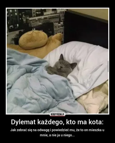 JEDENASTKA - #heheszki #humorobrazkowy #smiesznekotki #koty #takaprawda #gownowpis ʕ•...