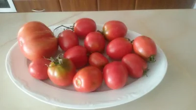 plogi1 - Nie są za piękne,ale w żadnym markecie nie kupicie tak smakujących #pomidory...