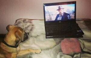 chesterkaa - My dog loves stranger things :3
#strangerthings #smiesznekotki #pokazpsa