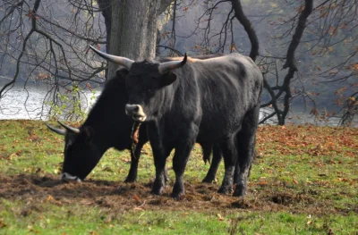 DivusClaudius - @DzikiOdyniec: @Formidable: Poczytajcie generalnie o Lutzu Hecku. Na ...