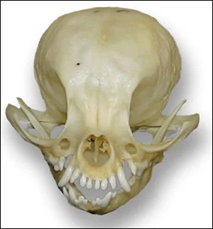gentelman - To jest czaszka psa chihuahua #ciekawostki #piatkowywieczor #kolejnydzien...