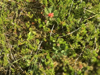 leirbotn - Malina Moroszka (Rubus chamaemorus )- w Polsce występuje niezwykle rzadko ...