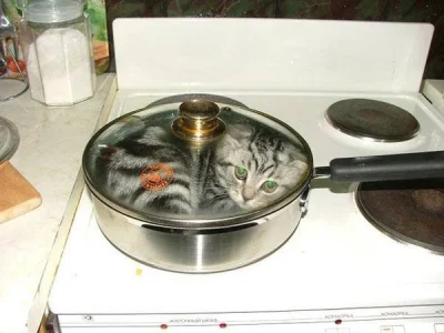 pieczarrra - Dawać plusy albo odkręcam kuchenkę.

#koty #dawacplusy