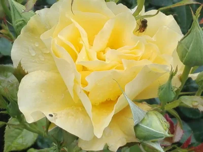 laaalaaa - Dzisiaj róża nr 24 - z robalem w gratisie ( ͡° ͜ʖ ͡°)
#mojeroze #ogrodnic...