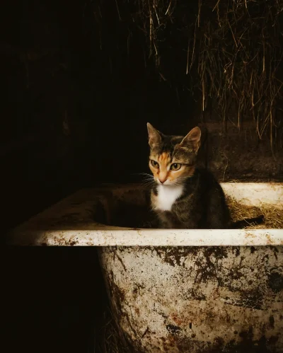 Richard_Bachman - Moje zdjęcia kotka. (ʘ‿ʘ) jakby ktoś chciał to zapraszam na Instagr...