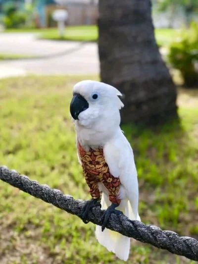 s.....y - Kakadu w spodenkach na dobry początek dnia (｡◕‿‿◕｡)
#papuszkaboners #papug...