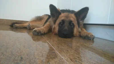kasik913 - Najpiękniejszy pies na świecie, kocham ją :3
#pokazpsa #psy #owczarekniemi...
