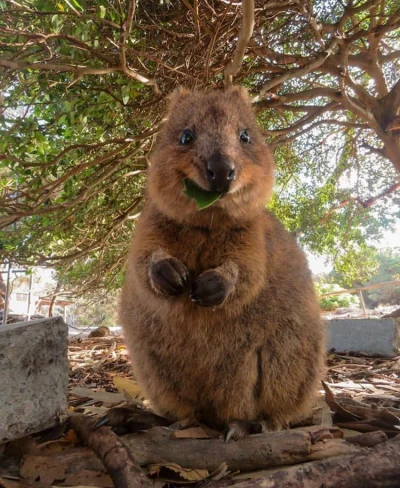 aloszkaniechbedzie - Kłoka zaciesza na myśl o świątecznych smakołykach 

#quokka #quo...