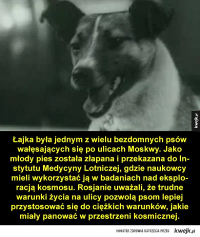 jayhymchyba-sciebie - Łajka, czyli jeden z niewielu przypadków kiedy bezdomność pomag...