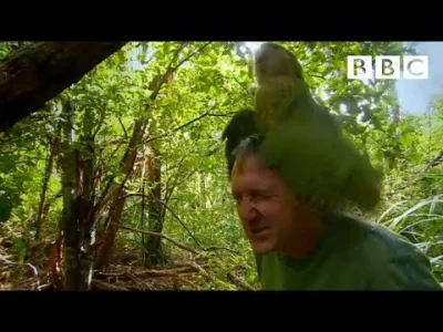 starnak - Shagged by a rare parrot | Last Chance To See - BBC.