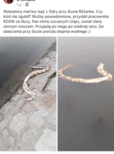 kam1l - A we #wroclaw można takie węże spotkać nad Odra. Rozanka dokładniej.
Co to za...