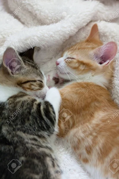 MaupoIina - #dobranoc i miłych snów! ( ͡° ͜ʖ ͡°)

#zwierzaczki #zwierzeta #koty #sm...