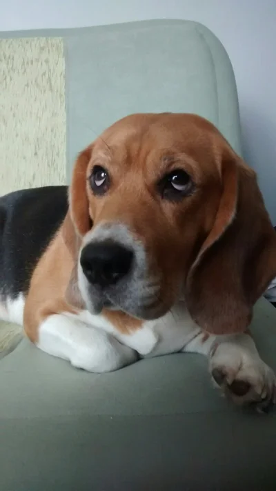 Felonious_Gru - #wikiwiki #beagle WINCYJ?