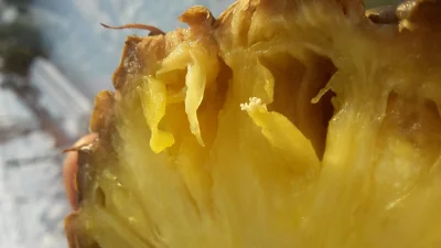 gizmo930 - Kupilem dojzalego ananasa. Po przekrojeniu, zauwazylem male, białe narośle...